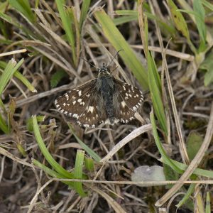 Spätsommer-Würfel-Dickkopffalter (Pyrgus cirsii) auf Wiese