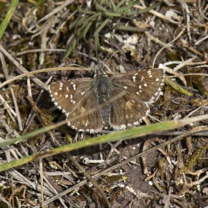 Mehrbrütiger Würfel-Dickkopffalter (Pyrgus armoricanus) auf Boden