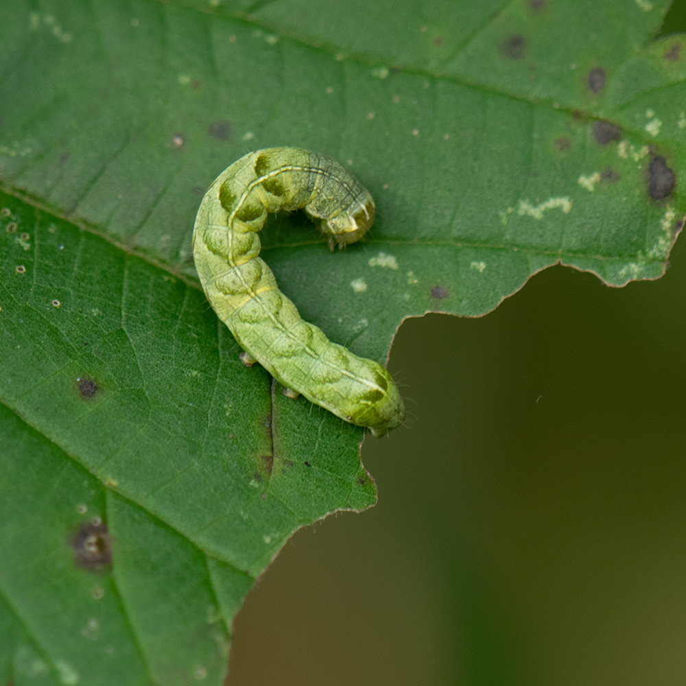 Flohkrauteule (Melanchra persicariae) Raupe auf Strauch