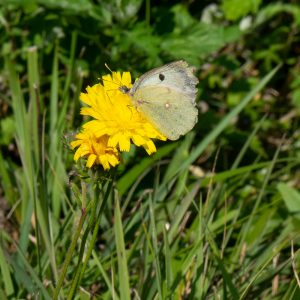 Gelbling (Colias alfacariensis/hyale) auf Wildblume