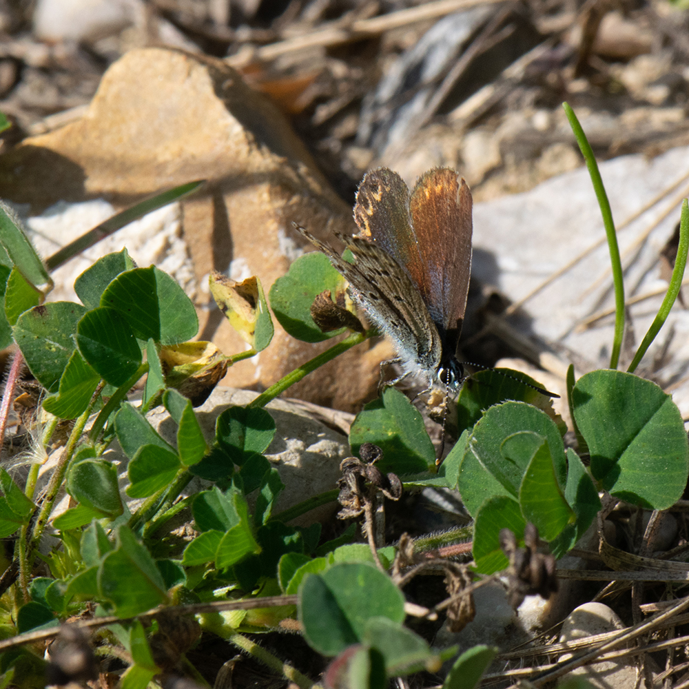 Idas-Bläuling (Plebejus idas) auf Boden