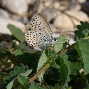 Idas-Bläuling (Plebejus idas) auf Wildblume