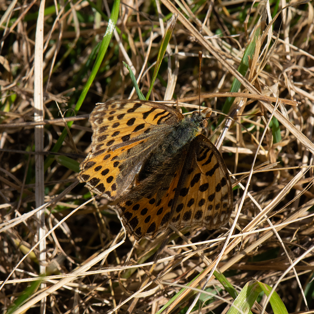 Kleiner Perlmutterfalter (Issoria lathonia) auf Wiese