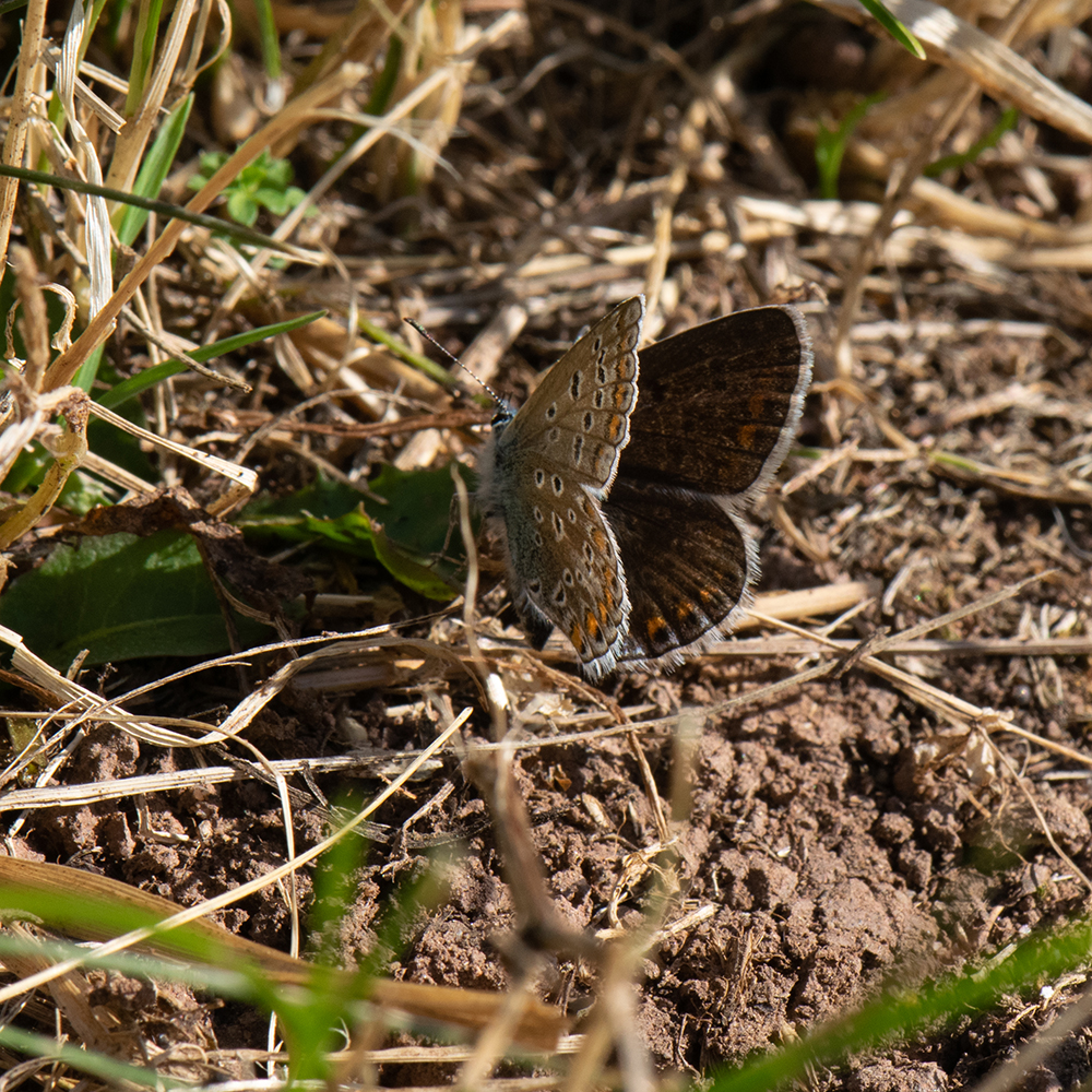 Hauhechel-Bläuling (Polyommatus icarus) auf Boden