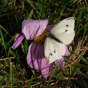 Kleiner Kohlweißling (Pieris rapae) auf Cosmea