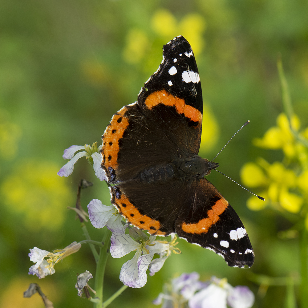 Admiral (Vanessa atalanta) auf Ölrettich