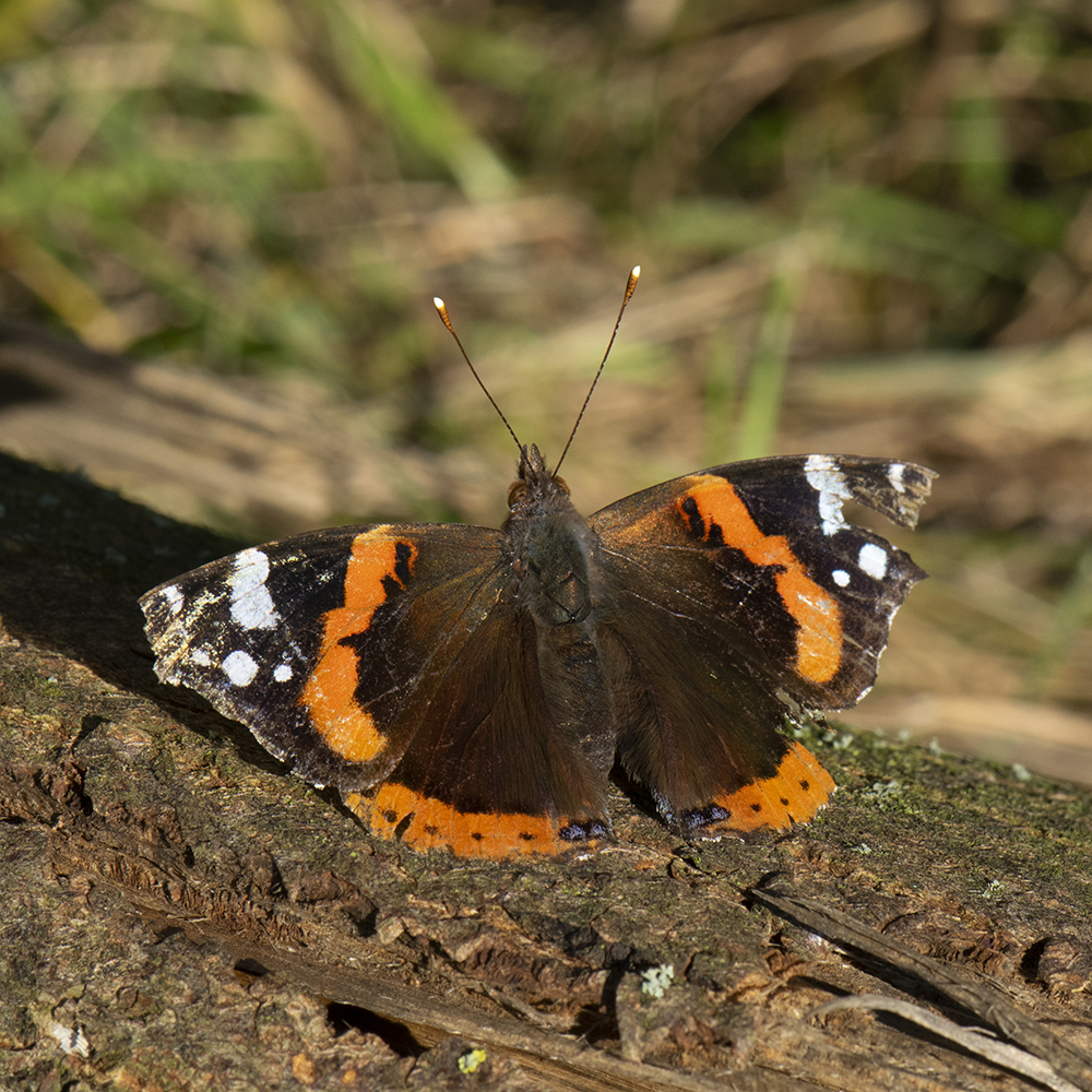 Admiral (Vanessa atalanta) auf Baumstamm