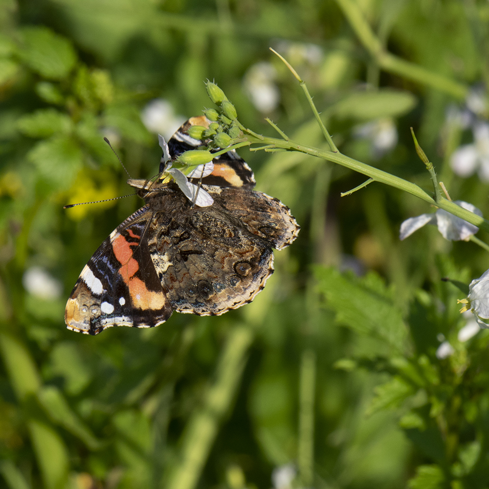 Admiral (Vanessa atalanta) auf Ölrettich