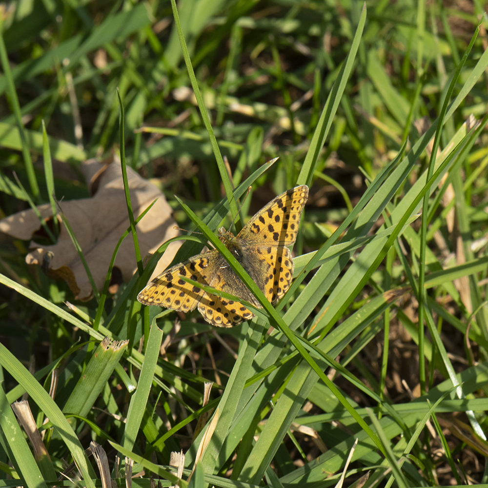 Kleiner Perlmutterfalter (Issoria lathonia) auf Wiese