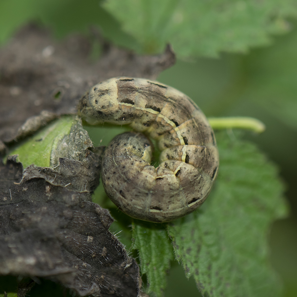 Hausmutter (Noctua pronuba) Raupe auf Brennnessel