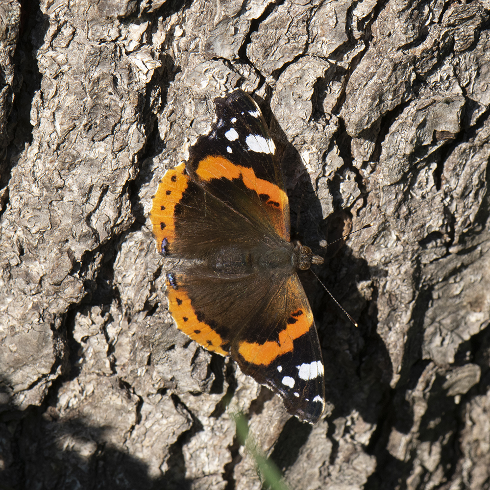Admiral (Vanessa atalanta) auf Baumstamm