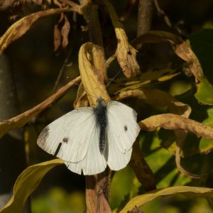 Kleiner Kohlweißling (Pieris rapae) auf Goldrute