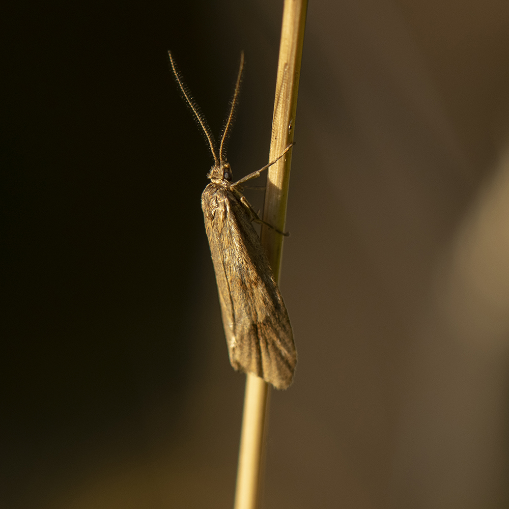 Herbst-Buchenmotte (Diurnea lipsiella) auf Gras