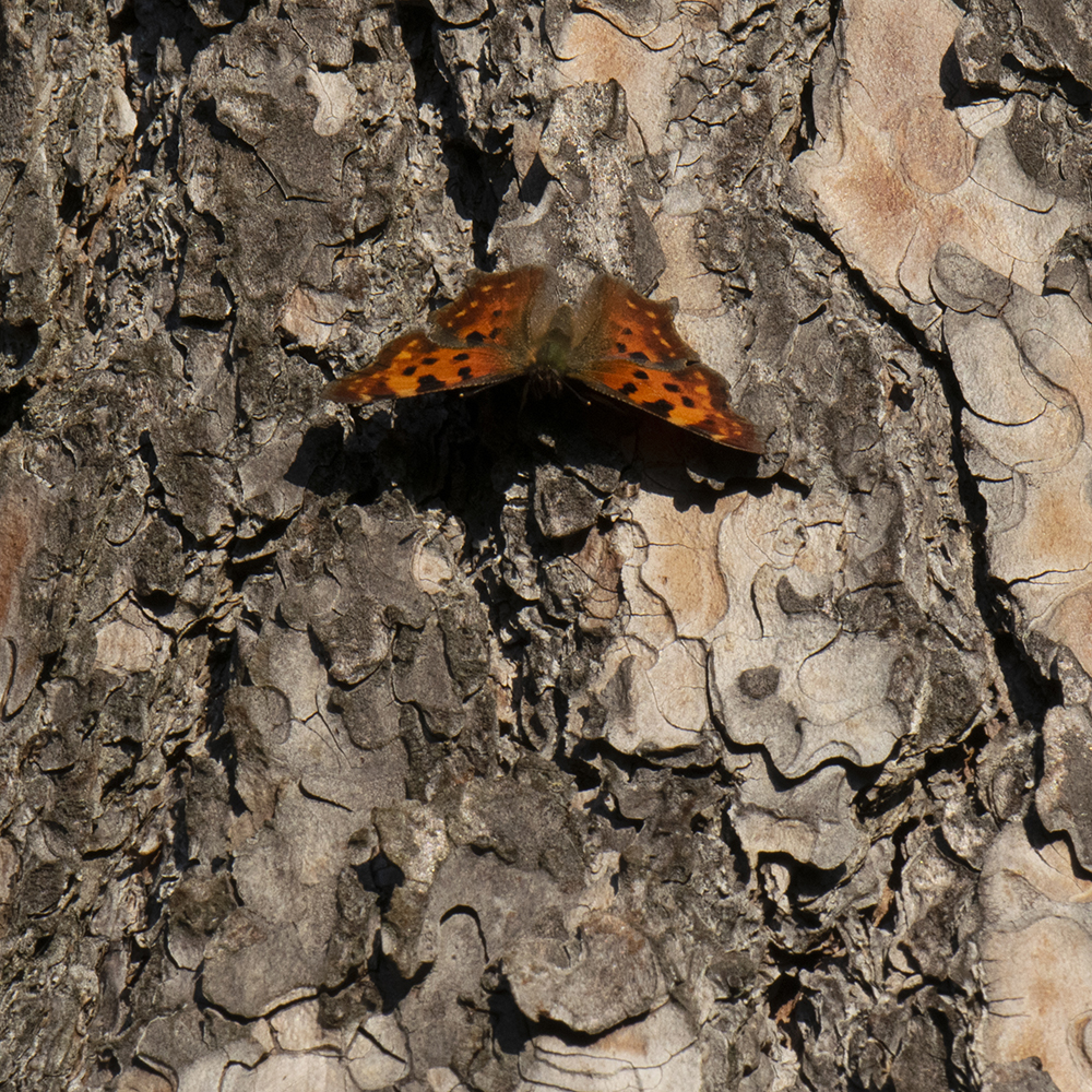 C-Falter (Polygonia c-album) auf Baumstamm