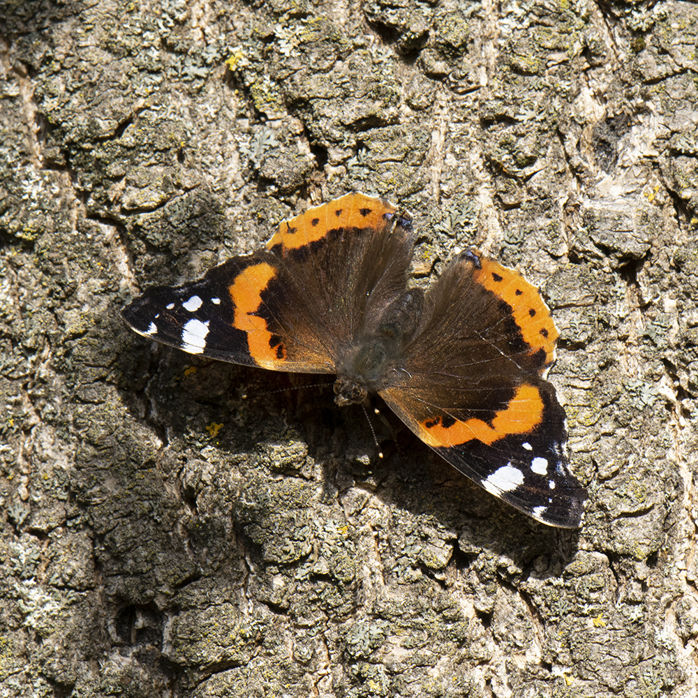 Admiral (Vanessa atalanta) auf Baumstamm