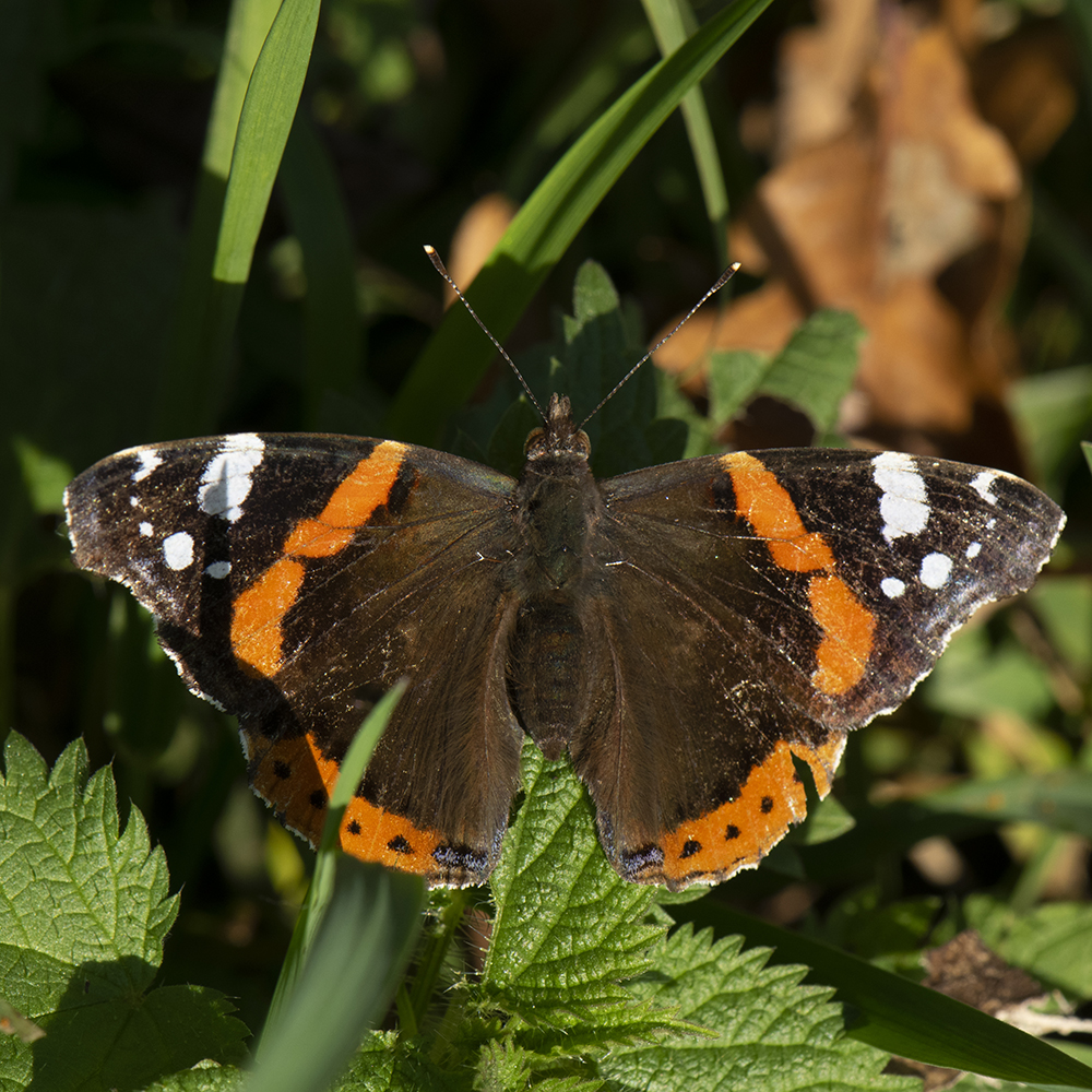 Admiral (Vanessa atalanta) auf Brennnessel
