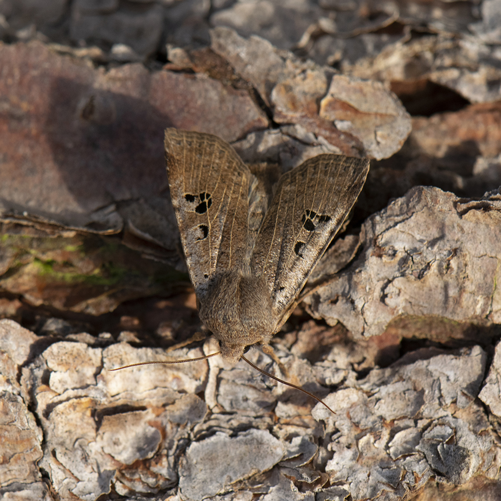 Feldholz-Wintereule (Conistra rubiginosa) auf Holz