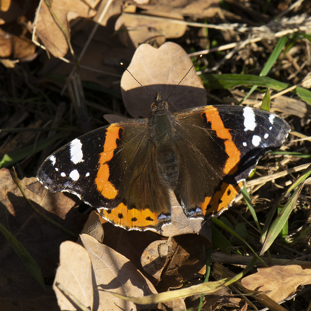 Admiral (Vanessa atalanta) auf Waldboden