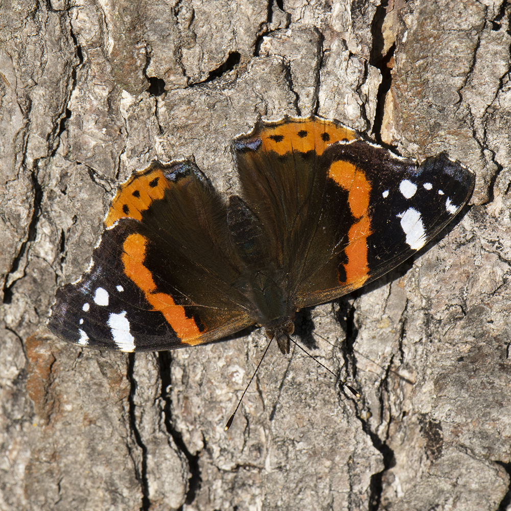 Admiral (Vanessa atalanta) auf Baumstamm