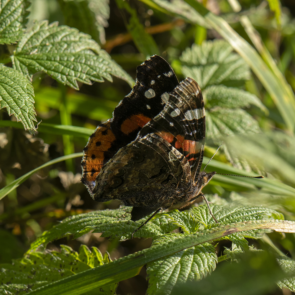 Admiral (Vanessa atalanta) auf Brennnessel