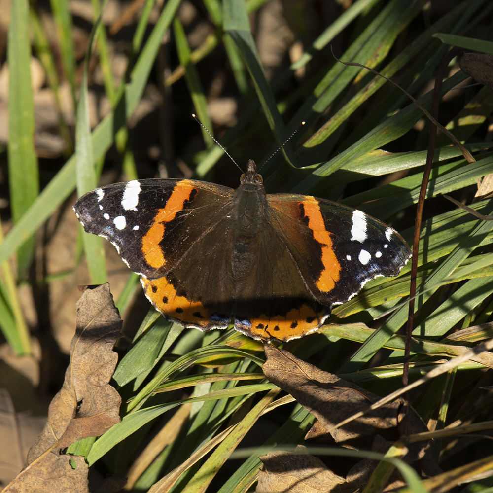 Admiral (Vanessa atalanta) auf Waldboden