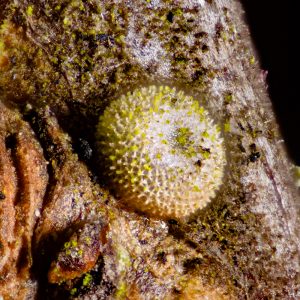 Pflaumen-Zipfelfalter (Satyrium pruni) Ei auf Schlehe