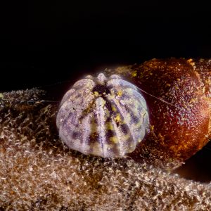 Weißdorneule (Allophyes oxyacanthae) Ei auf Schlehe