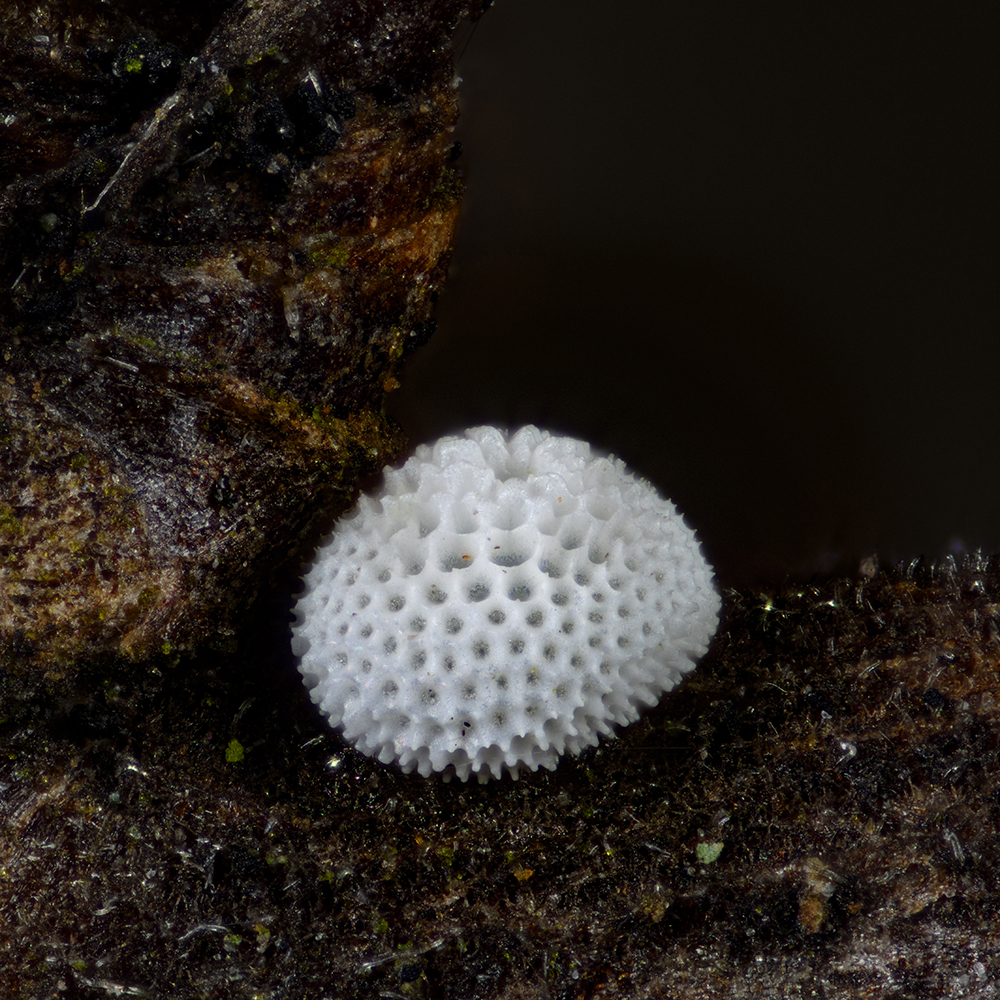 Nierenfleck-Zipfelfalter (Thecla betulae) Ei auf Schlehe