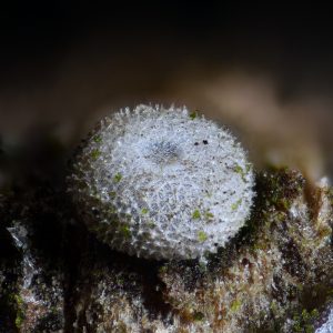 Pflaumen-Zipfelfalter (Satyrium pruni) Ei auf Schlehe