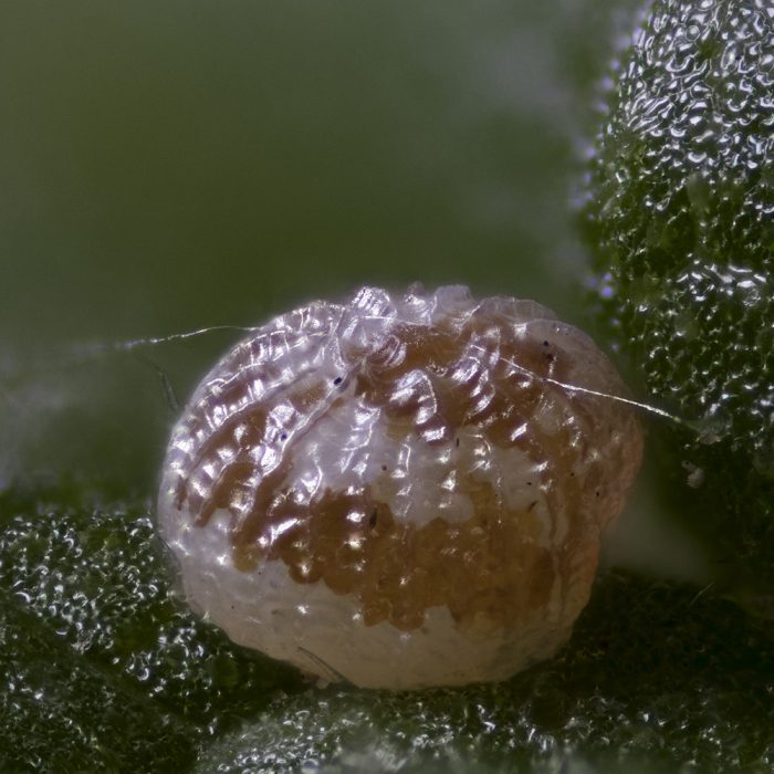 Achateule (Phlogophora meticulosa) Ei auf Brennnessel