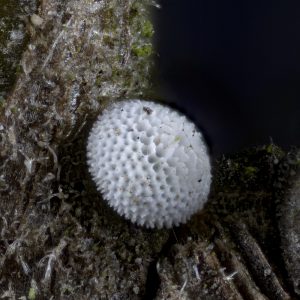 Nierenfleck-Zipfelfalter (Thecla betulae) Ei auf Schlehe