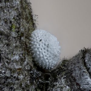 Nierenfleck-Zipfelfalter (Thecla betulae) Ei auf Schlehe