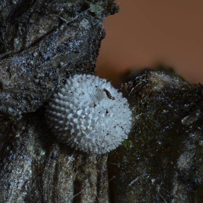 Blauer Eichen-Zipfelfalter (Favonius quercus) Ei auf Eiche