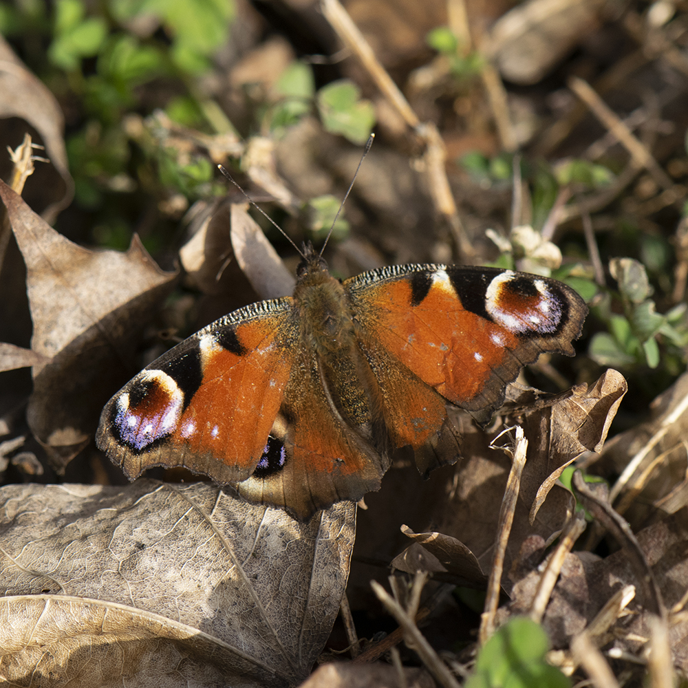 Tagpfauenauge (Aglais io) am Waldrand