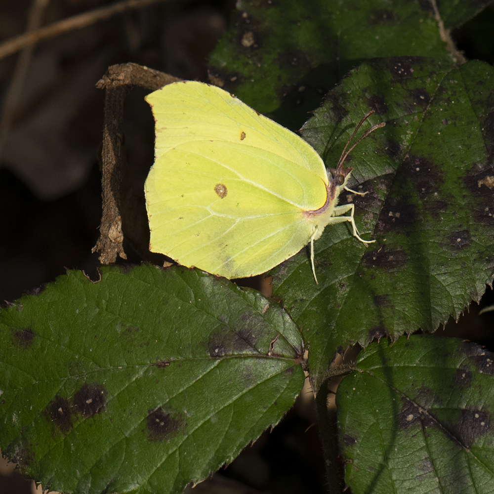 Zitronenfalter (Gonepteryx rhamni) auf Brombeere
