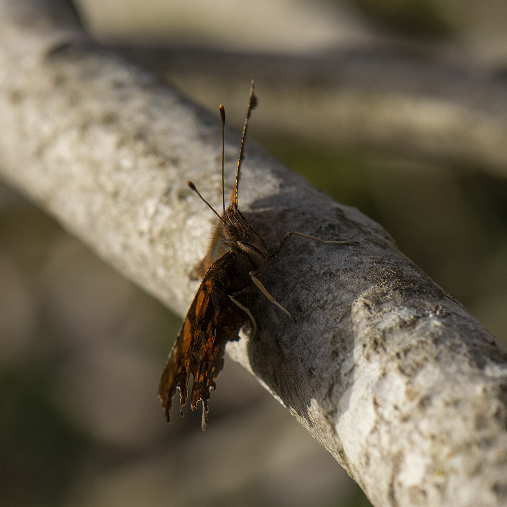 C-Falter (Polygonia c-album) auf Ast