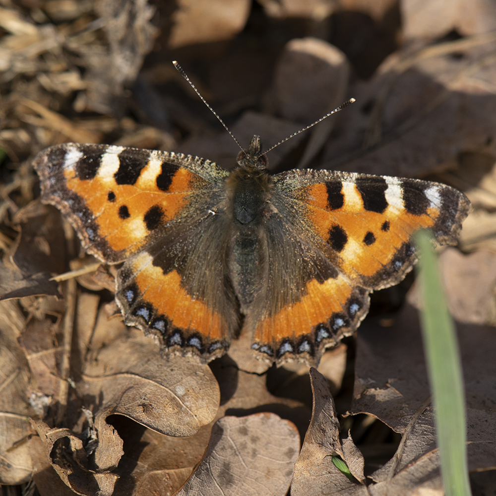 Kleiner Fuchs (Aglais urticae) auf Wiese