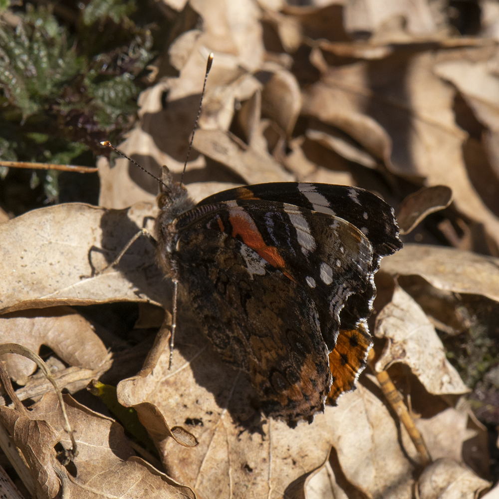 Admiral (Vanessa atalanta) auf Wiese