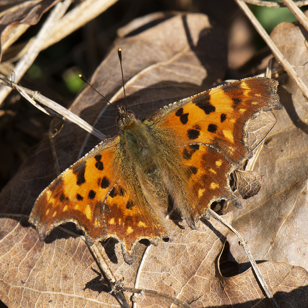 C-Falter (Polygonia c-album) auf Wiese