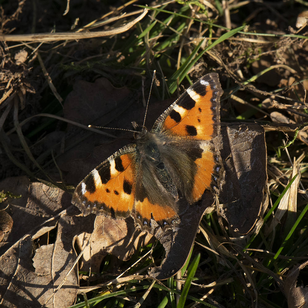 Kleiner Fuchs (Aglais urticae) auf Wiese