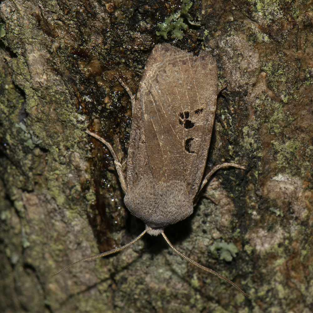 Feldholz-Wintereule (Conistra rubiginosa) auf Eiche