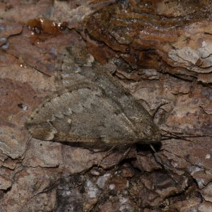 Frühlings-Kreuzflügel (Alsophila aescularia) auf Kiefer