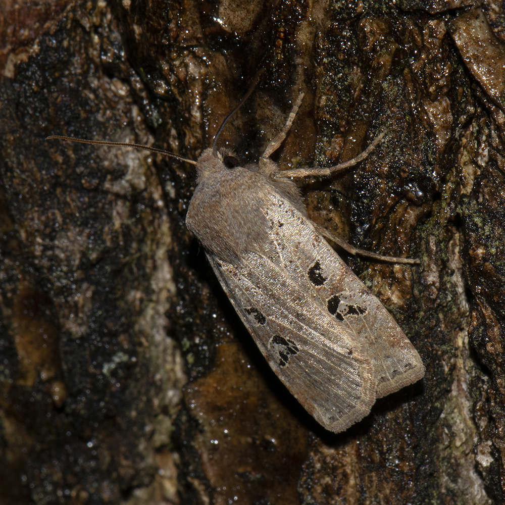 Feldholz-Wintereule (Conistra rubiginosa) auf Eiche