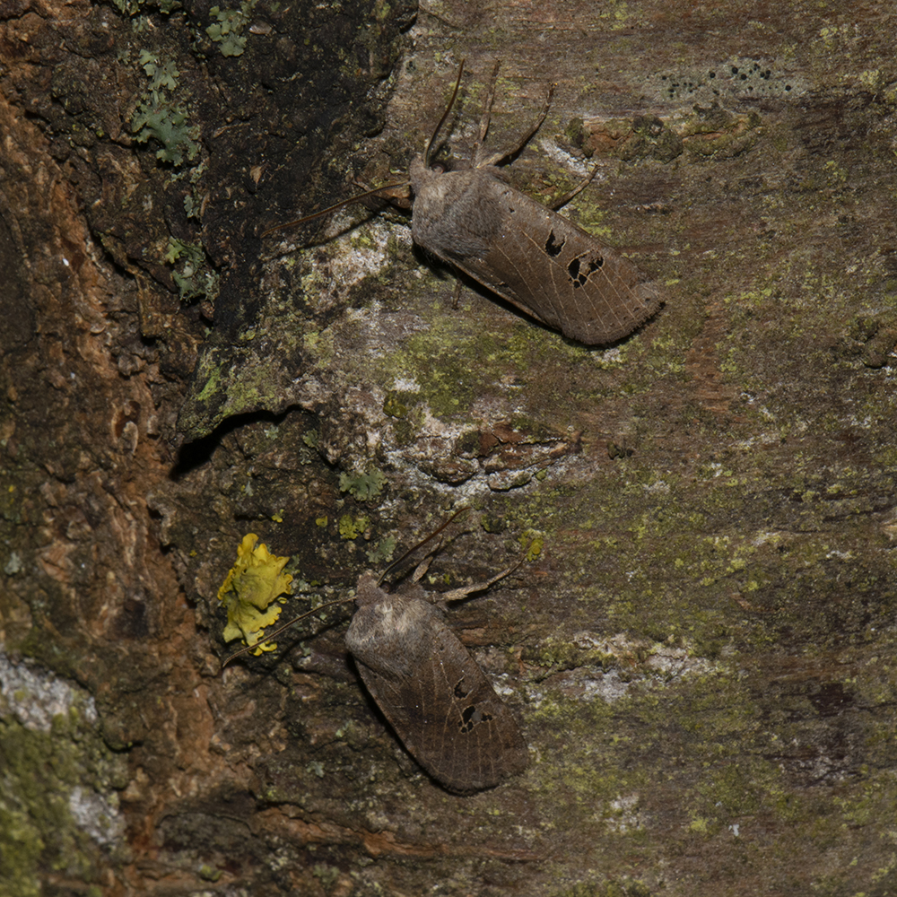 Feldholz-Wintereule (Conistra rubiginosa) auf Kirsche