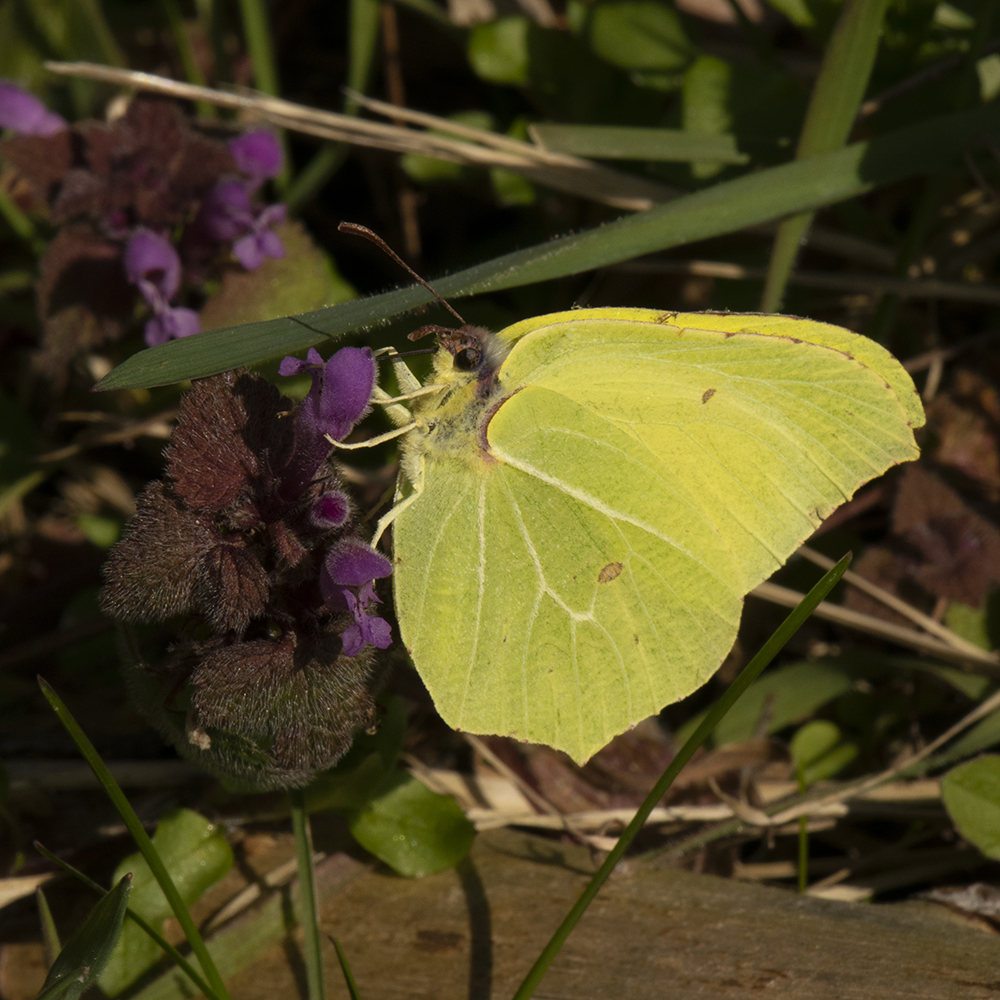 Zitronenfalter (Gonepteryx rhamni) auf Taubnessel