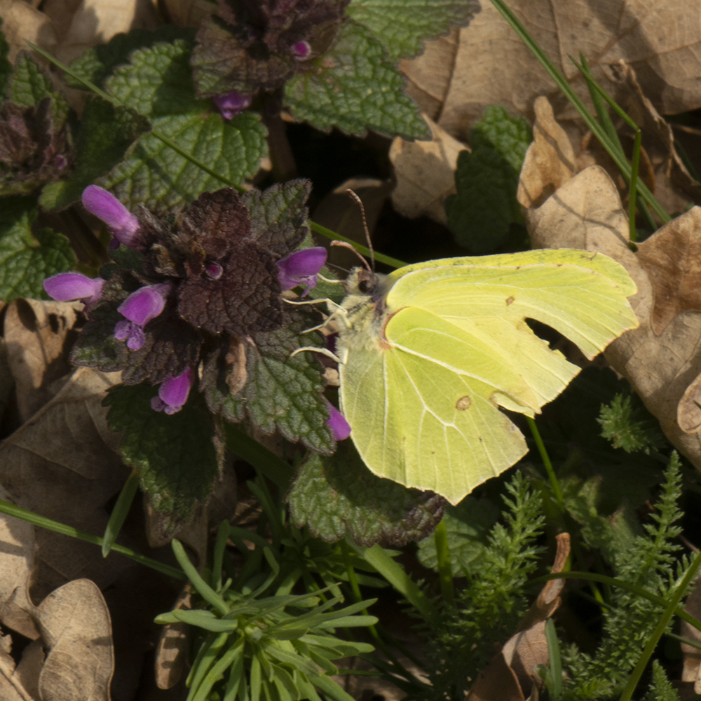 Zitronenfalter (Gonepteryx rhamni) auf Taubnessel