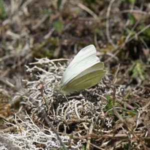 Kleiner Kohlweißling (Pieris rapae) auf Wiese