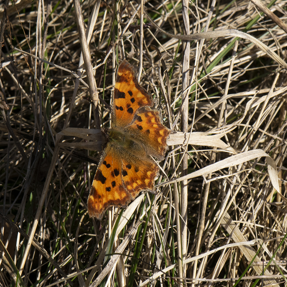 C-Falter (Polygonia c-album) auf Wiese