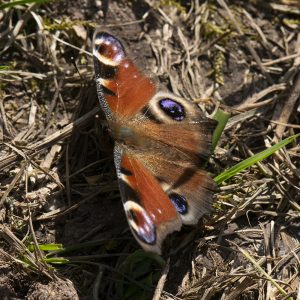 Tagpfauenauge (Aglais io) auf Wiese