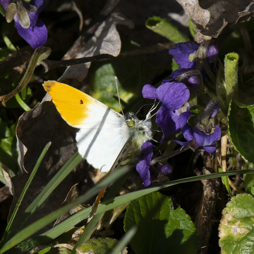 Aurorafalter (Anthocharis cardamines) auf Hundsveilchen